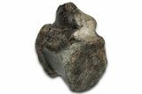 Cretaceous Fossil Iguanodon Vertebra - Isle of Wight, England #352093-1